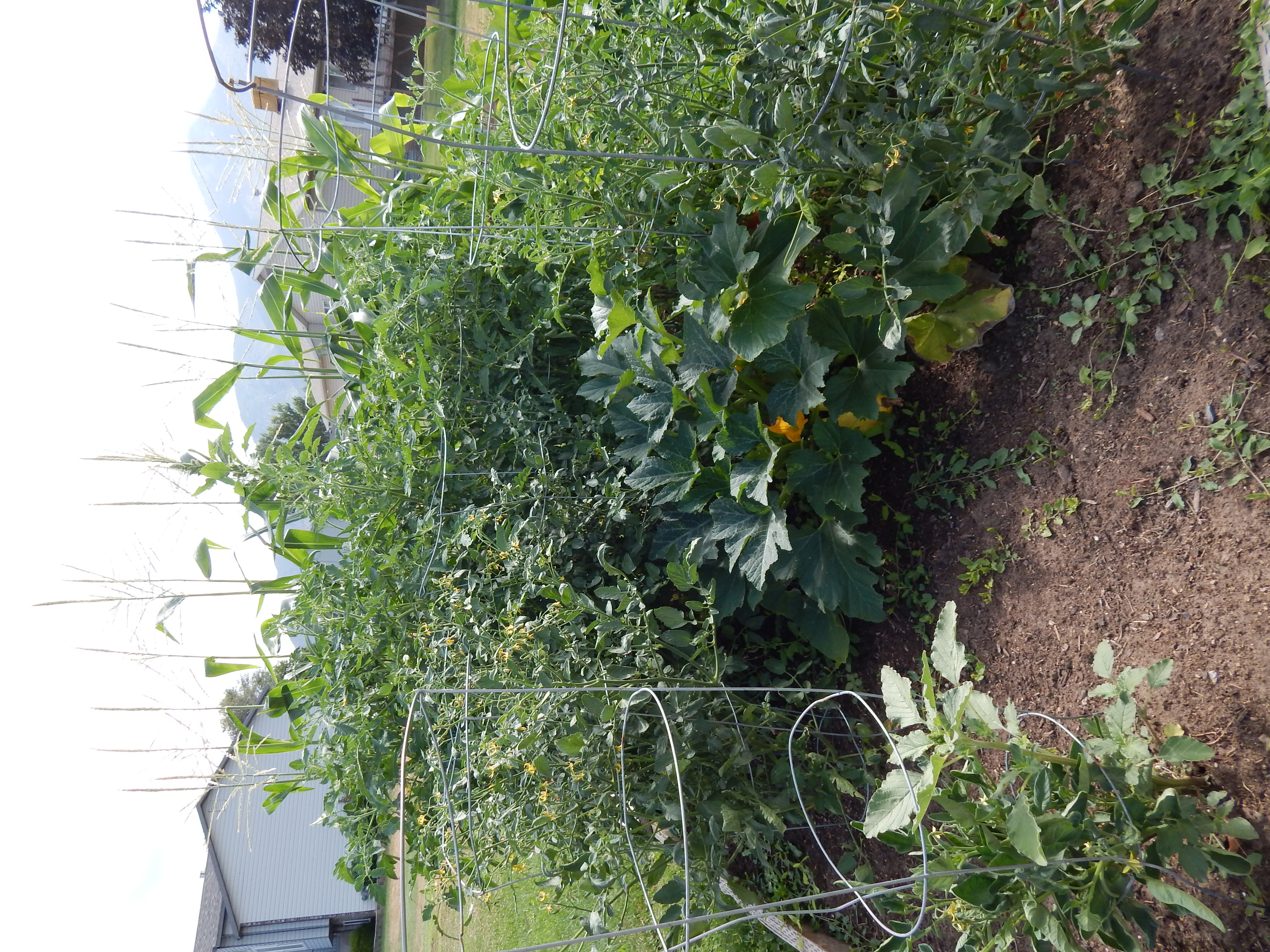 Harrisville Community Garden                               