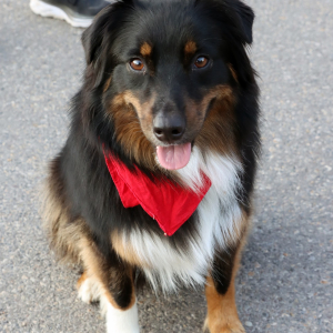 Hyde Park Fun Run Dog