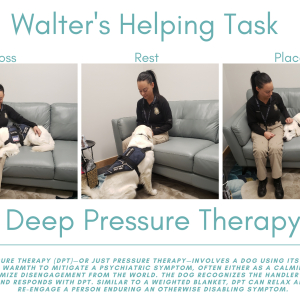 victim support therapy dog, Walter