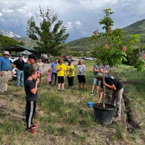 planting trees 2