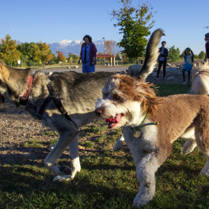 Taylorsville-Millrace Dog Park